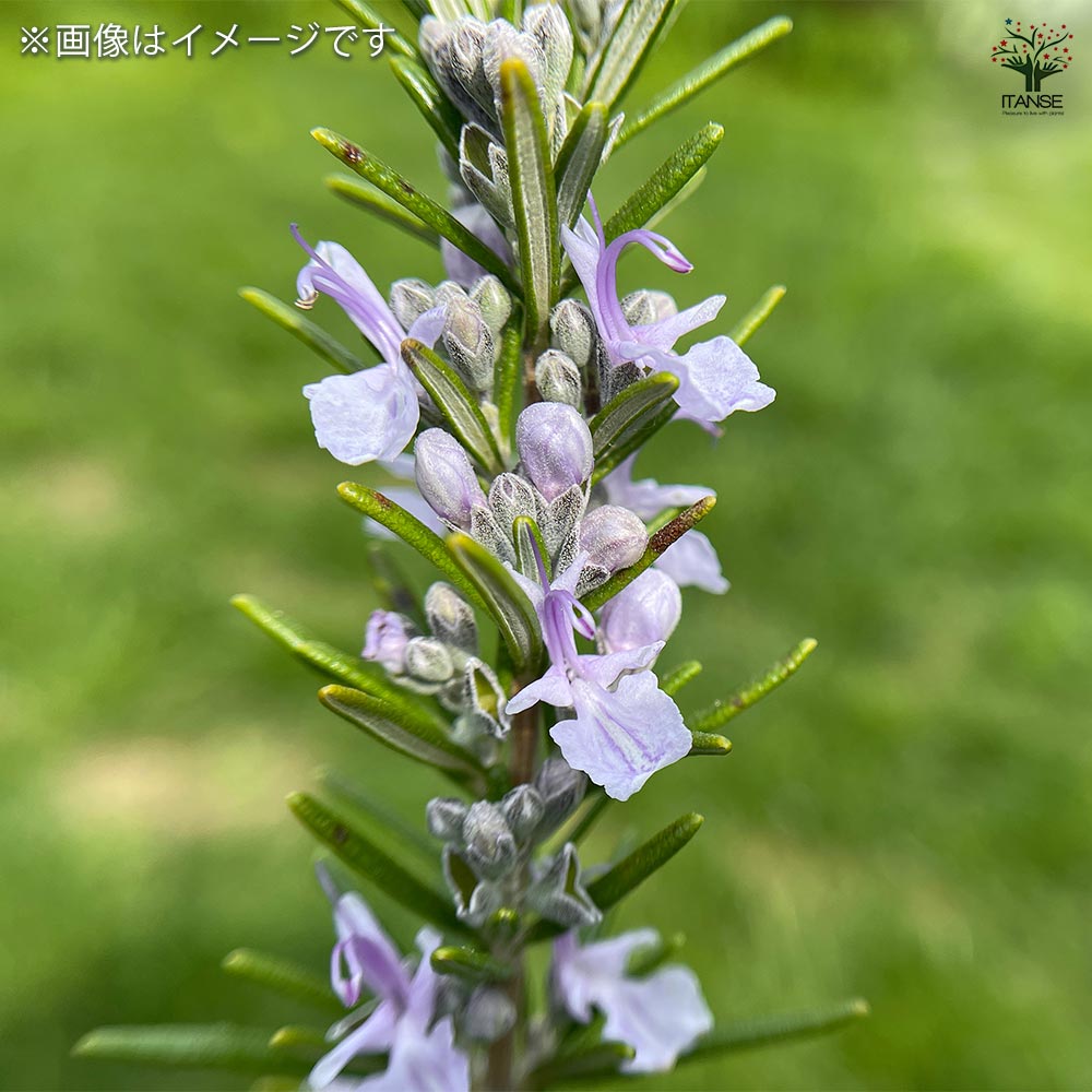 ローズマリー ミスジェサップ2個～ 【ハーブの苗 3.5号】｜ 【植物の
