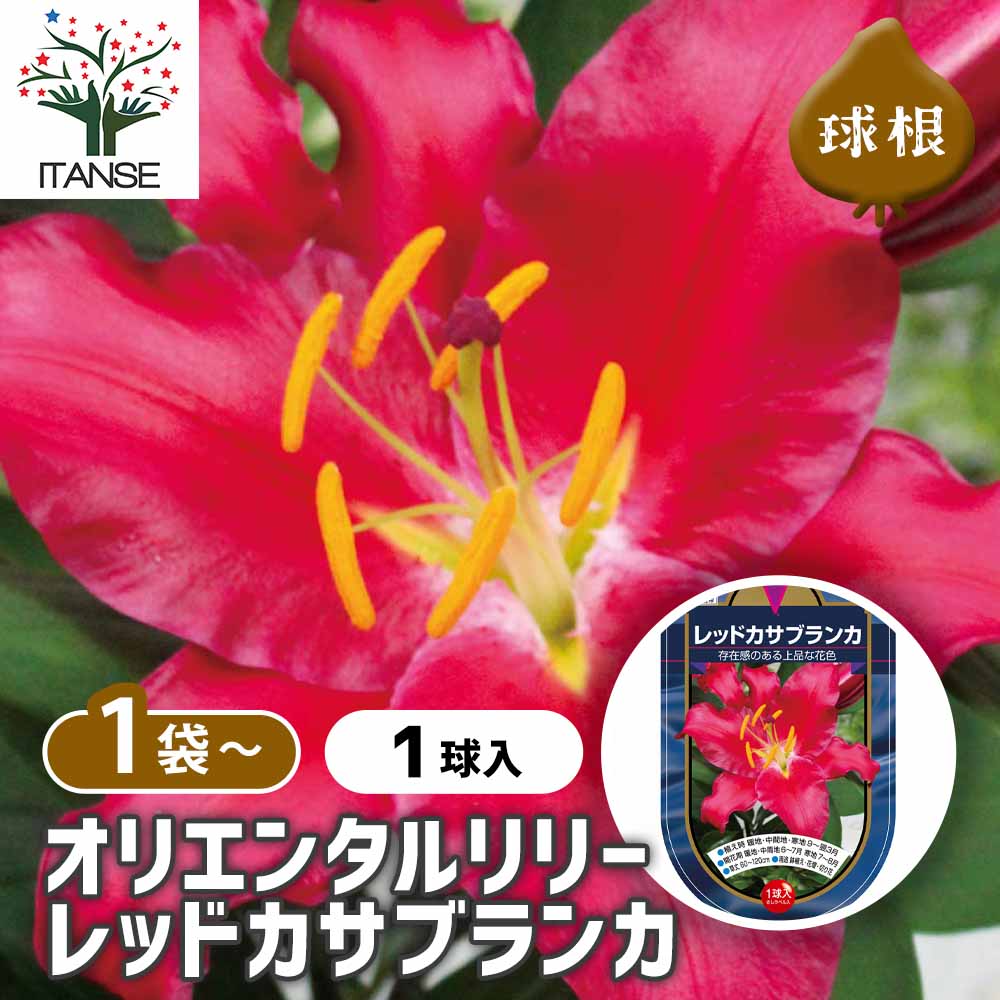 花球根 オリエンタルリリー レッドカサブランカ 【花球根 1球】