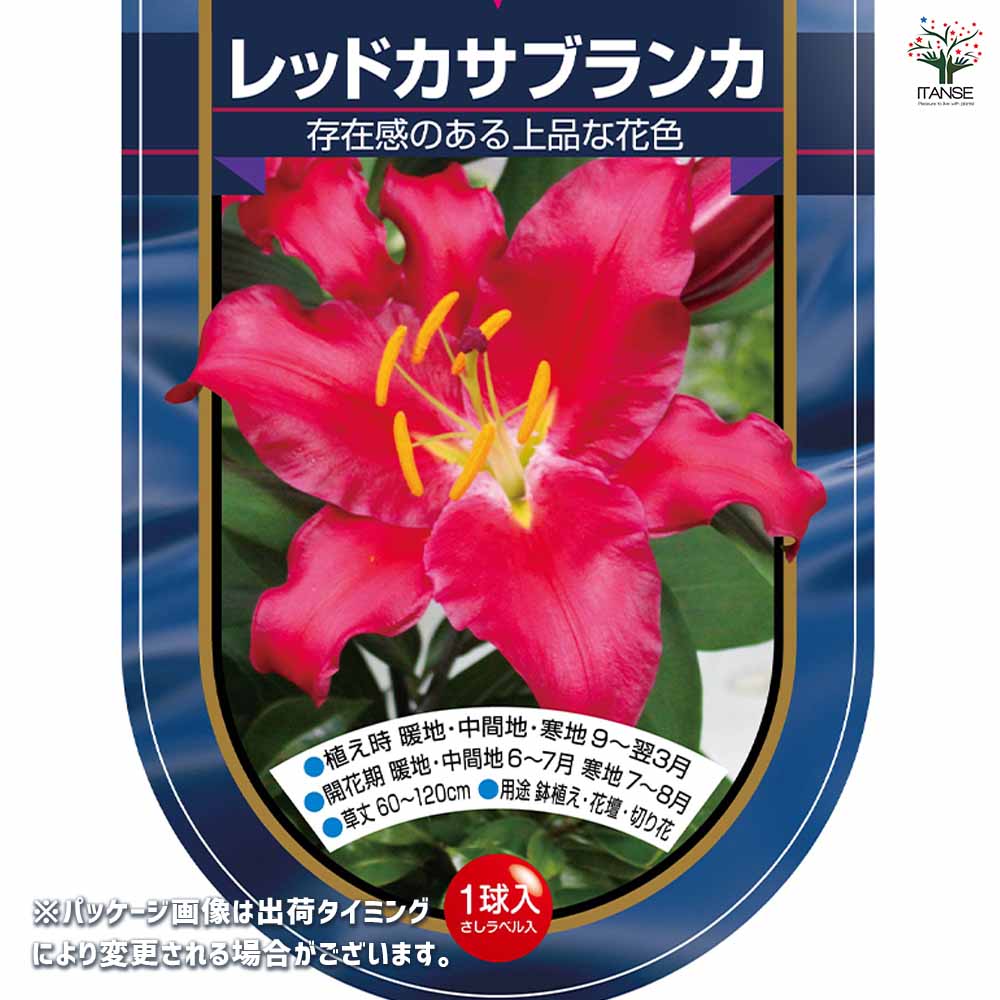 花球根 オリエンタルリリー レッドカサブランカ 【花球根 1球】