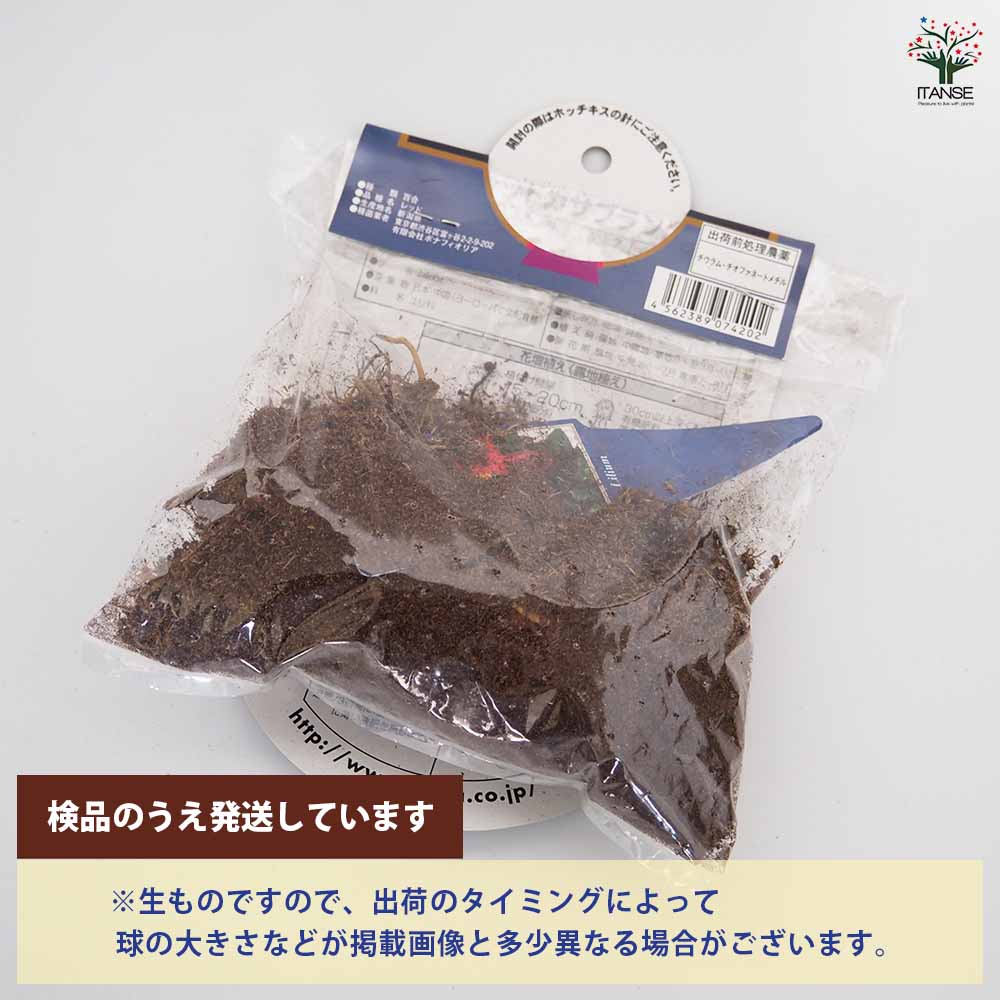 花球根 オリエンタルリリー レッドカサブランカ 【花球根 1球】