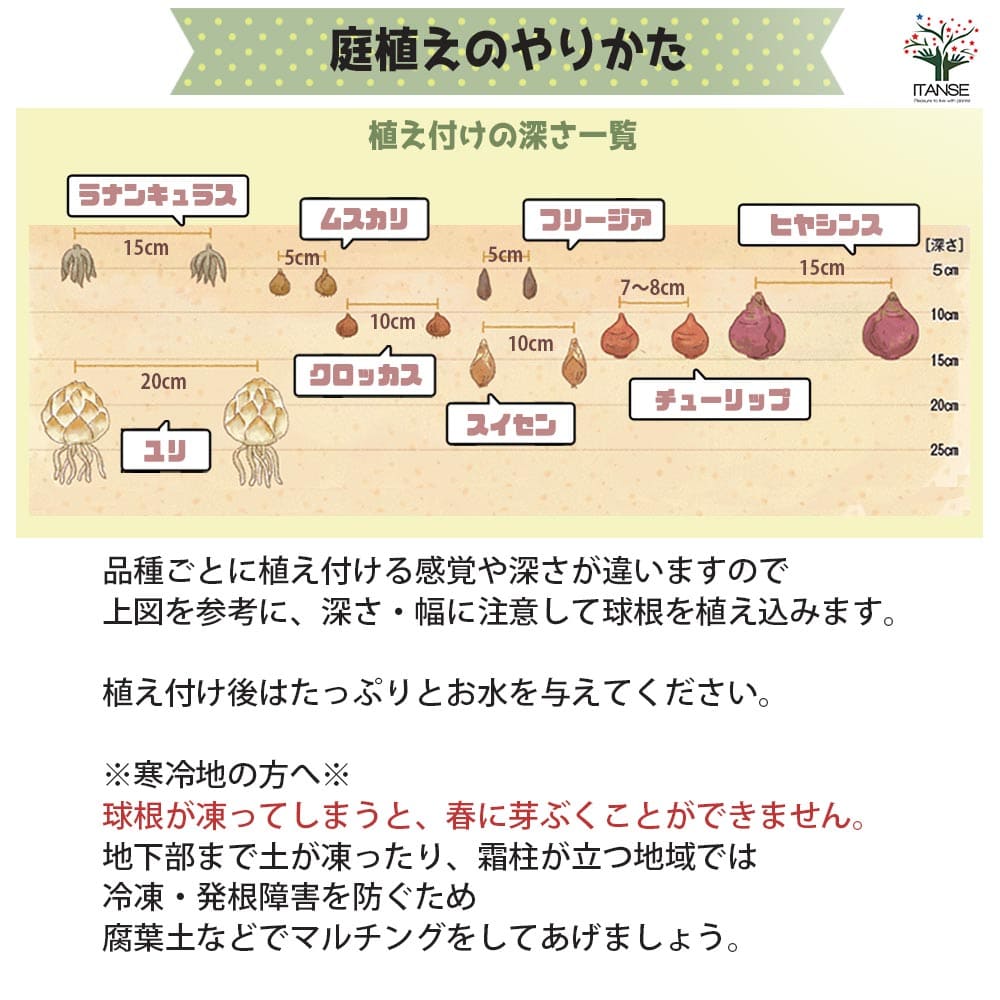 花球根 オリエンタルリリー レッドカサブランカ 【花球根 1球】