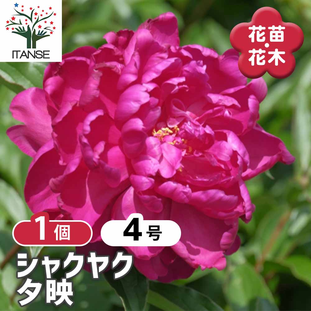 シャクヤク 夕映 【花木苗 4号／1個売り】