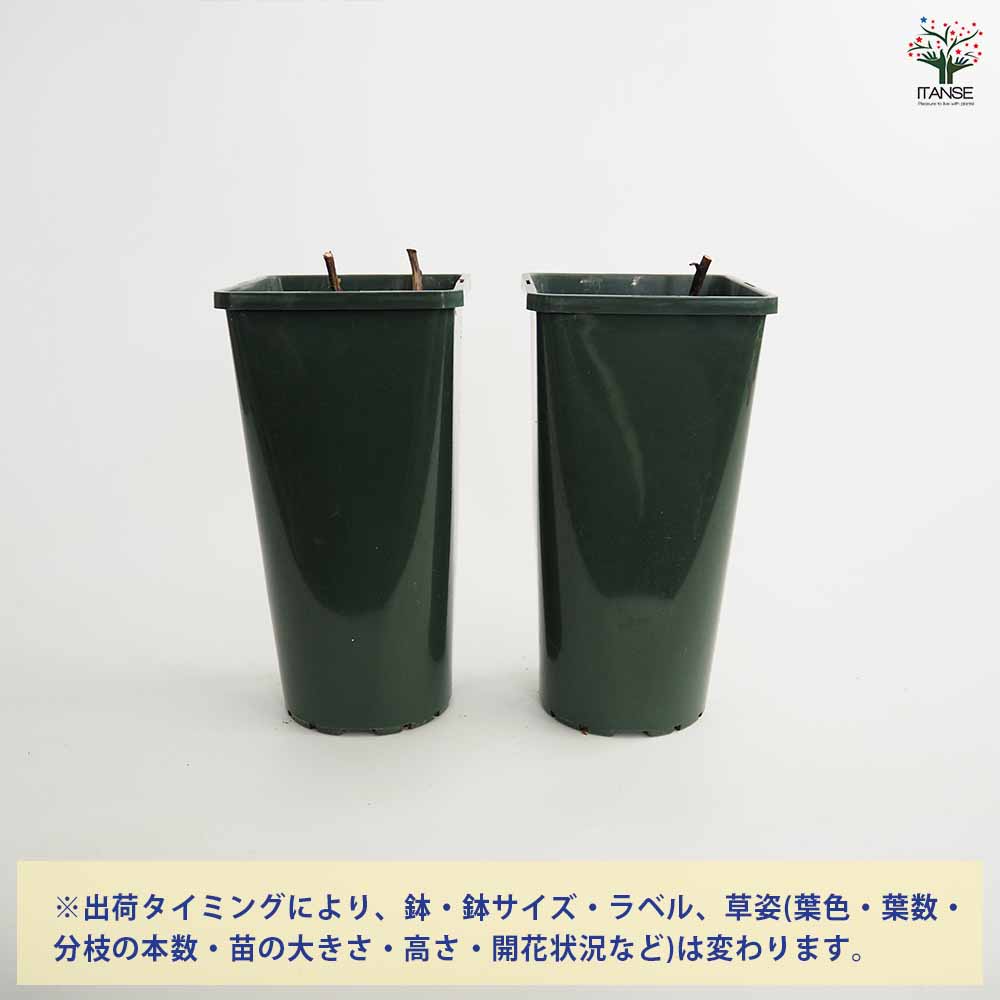 シャクヤク 夕映 【花木苗 4号／1個売り】