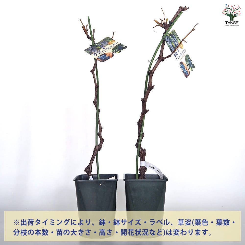 ぶどうの苗 ヤマブドウ ヤマソービニオン 【果樹の苗木 4号／1個売り