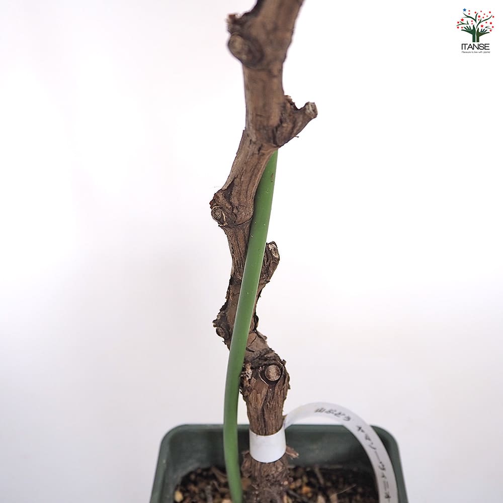 ぶどうの苗 ヤマブドウ ヤマソービニオン 【果樹の苗木 4号／1個売り