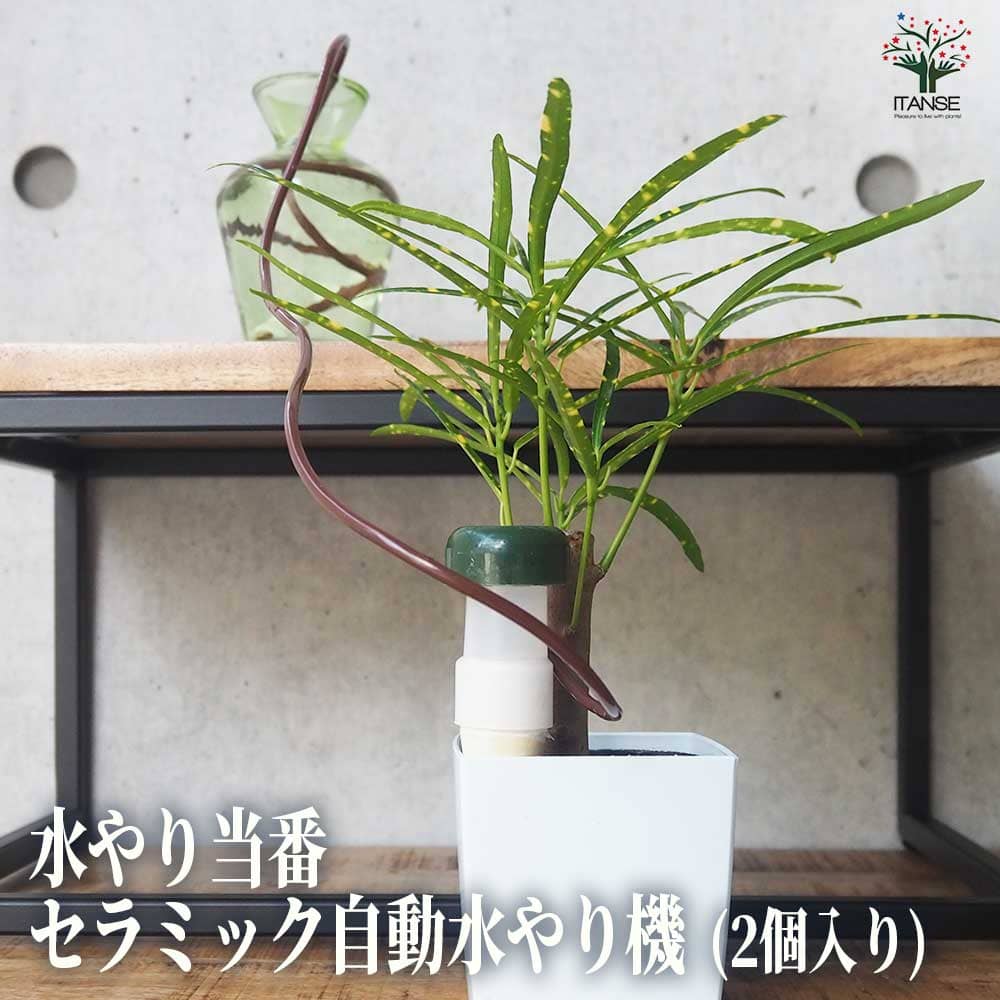 水やり当番 セラミック自動水やり機 【水やりグッズ 】｜ 【植物の