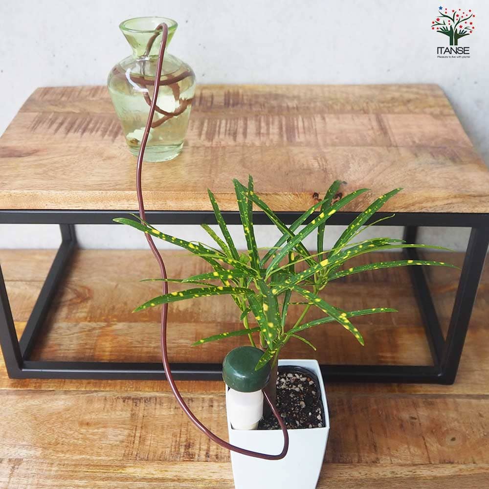 水やり当番 セラミック自動水やり機 【水やりグッズ 】｜ 【植物の