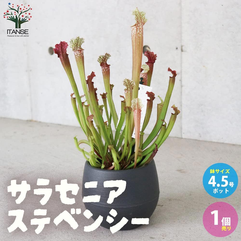 サラセニア・ステベンシー【観葉植物 4.5号鉢 食虫植物／1個売り