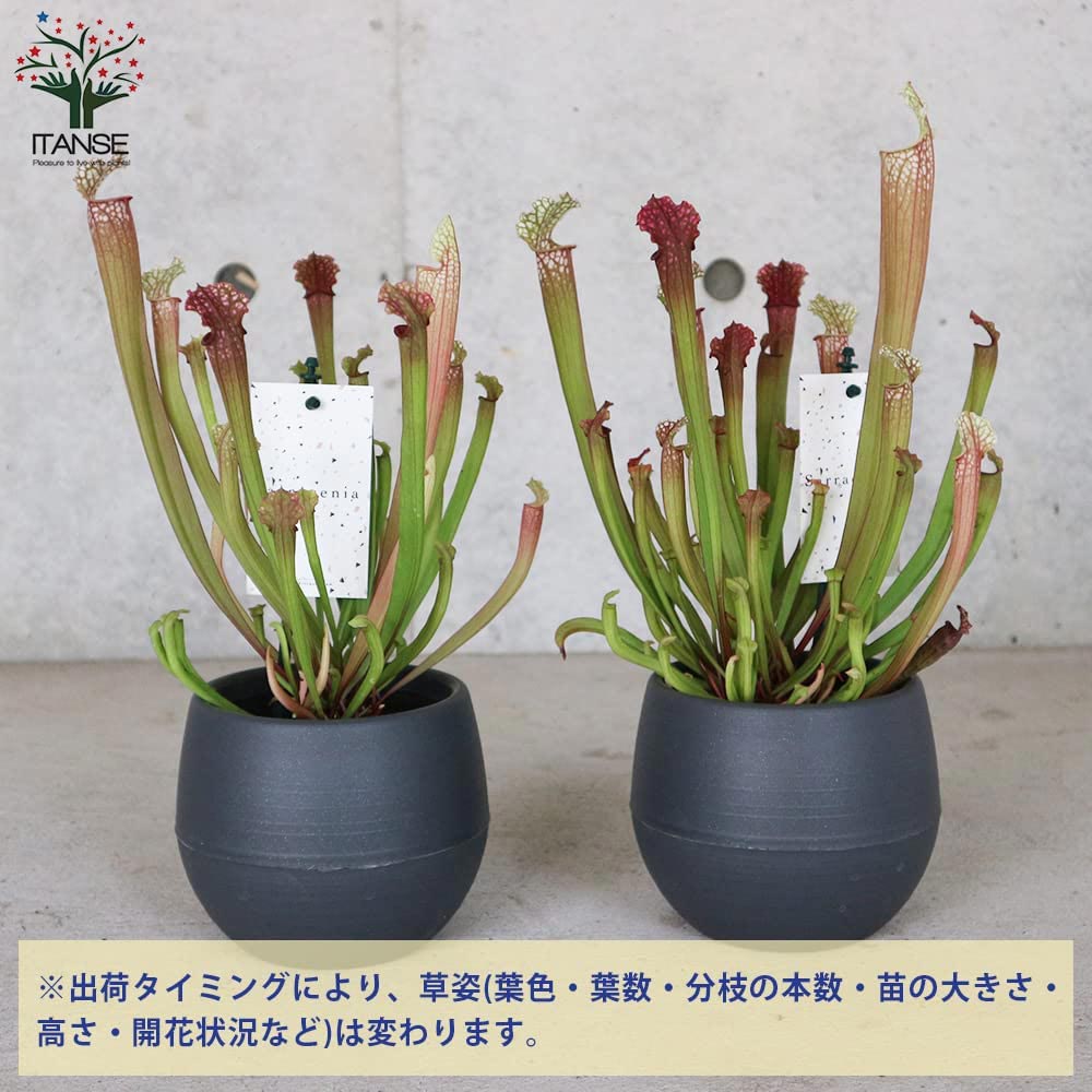 サラセニア・ステベンシー【観葉植物 4.5号鉢 食虫植物／1個売り】