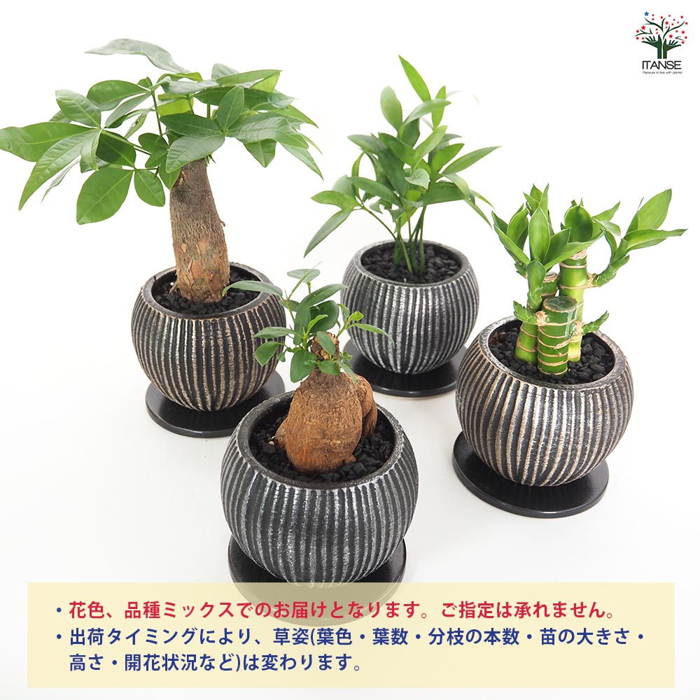 しあわせ観葉見計らい 陶器鉢「ライラ」 【観葉植物 】｜ 【植物の