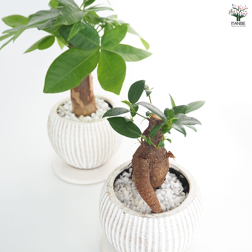 しあわせ観葉見計らい 陶器鉢「ライラ」 【観葉植物 】｜ 【植物の