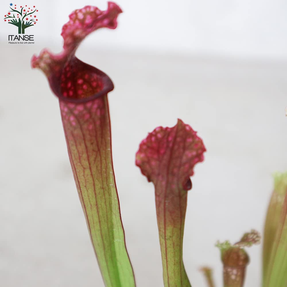 サラセニア・ステベンシー【観葉植物 4.5号鉢 食虫植物／1個売り】
