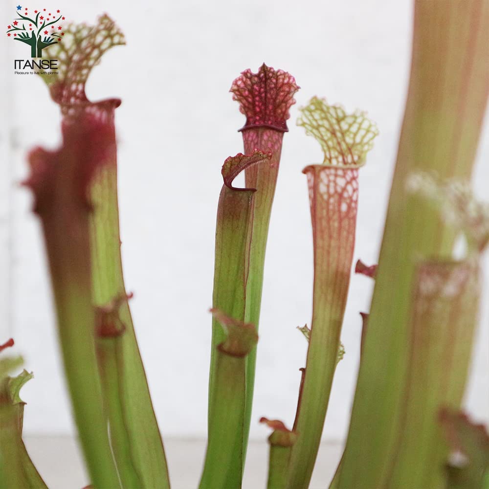 サラセニア・ステベンシー【観葉植物 4.5号鉢 食虫植物／1個売り】