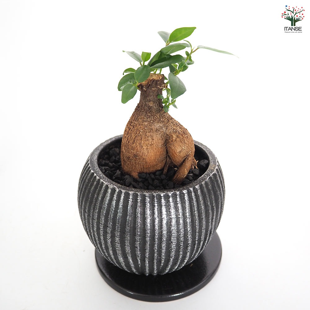 しあわせ観葉見計らい 陶器鉢「ライラ」 【観葉植物 】｜ 【植物の