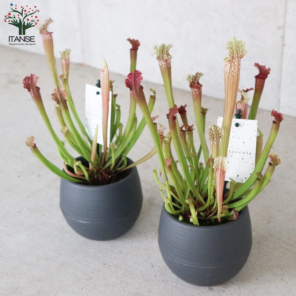 サラセニア・ステベンシー【観葉植物 4.5号鉢 食虫植物／1個売り】