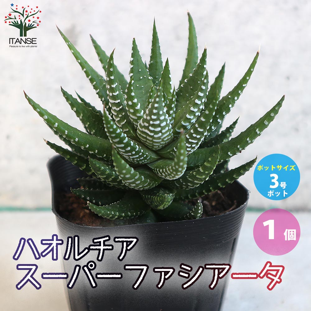 ハオルチア・スーパーファシアータ【多肉植物 3号ポット／1個売り