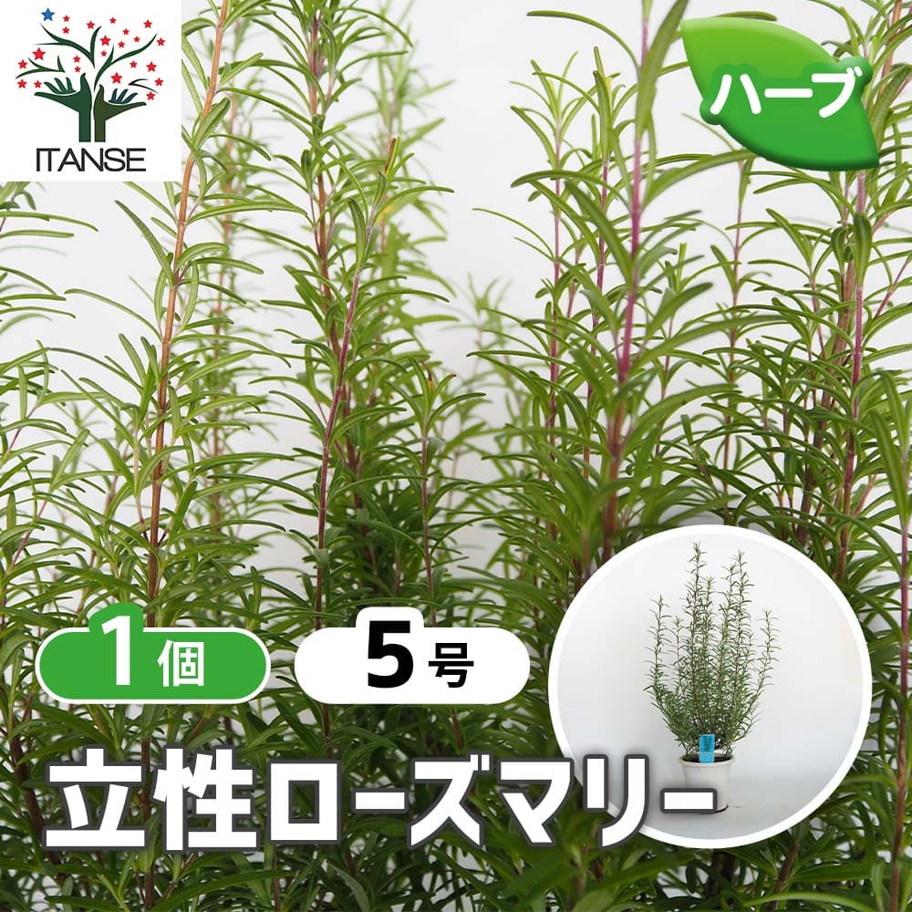 ローズマリー 立性 【ハーブの苗 5号／1個売り】｜ 【植物の