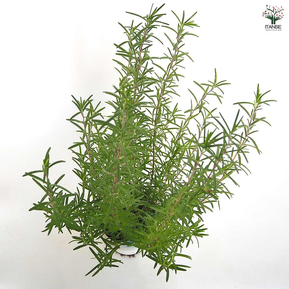 ローズマリー 立性 【ハーブの苗 5号／1個売り】｜ 【植物の