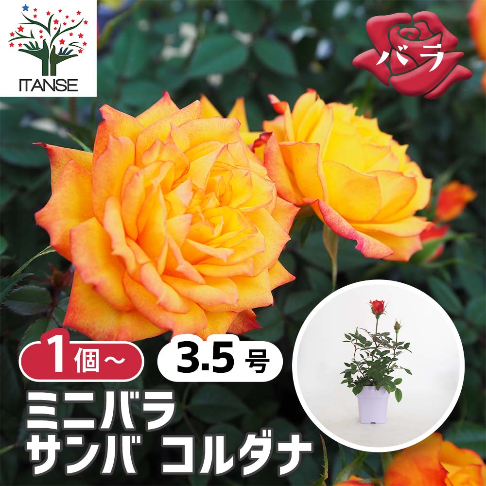 ミニ薔薇 サンバ 【花木苗 3.5号】｜ 【植物のITANSE】全品送料
