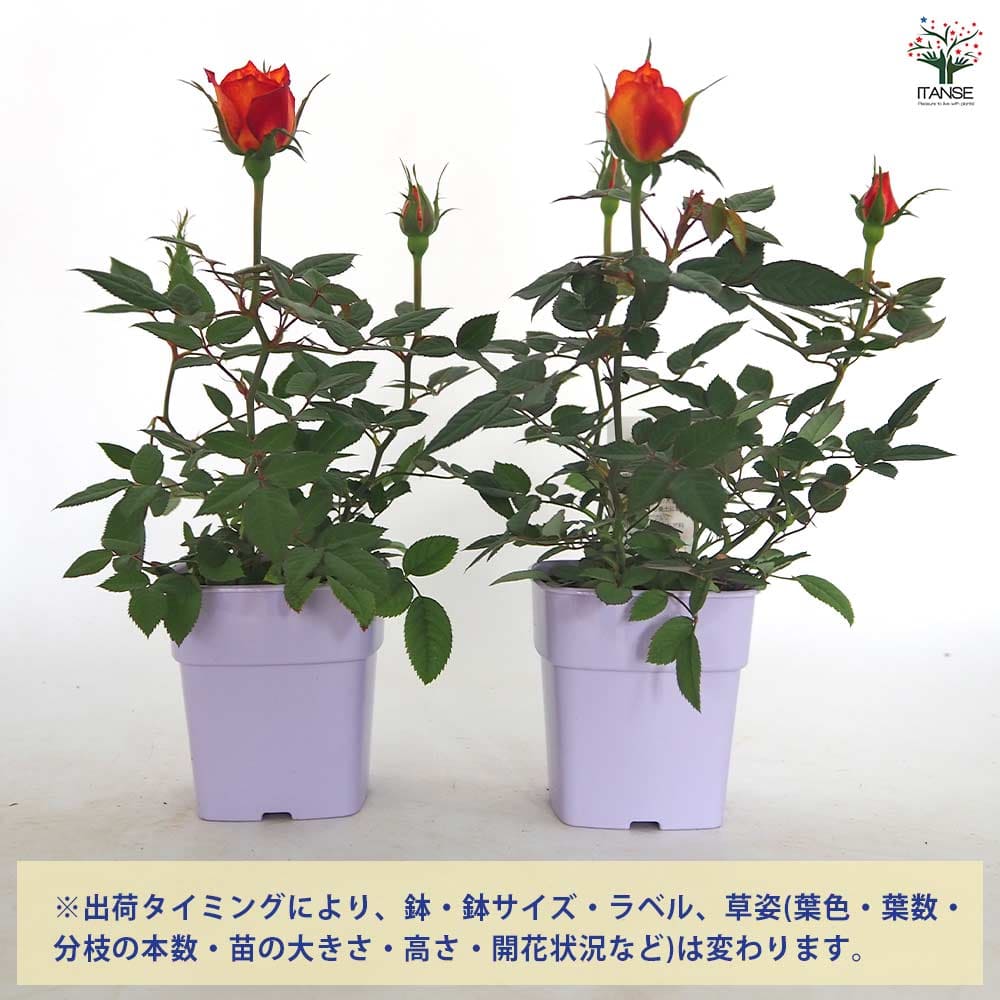 ミニバラ♡コルダーナ　サンバ♡3号♡ポットごと宅急便コンパクト 日本花キ流通 【まもなく締め切り】 予約販売 ミニバラ サンバコルダー