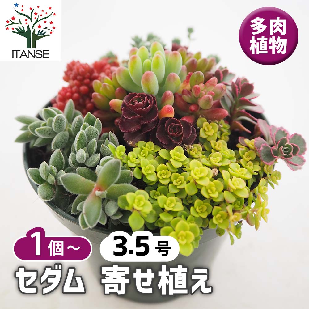 【決定】多肉植物　セダム　寄せ植え（大） セダムの寄せ植え大全 – 丸善ジュンク堂書店ネットストア