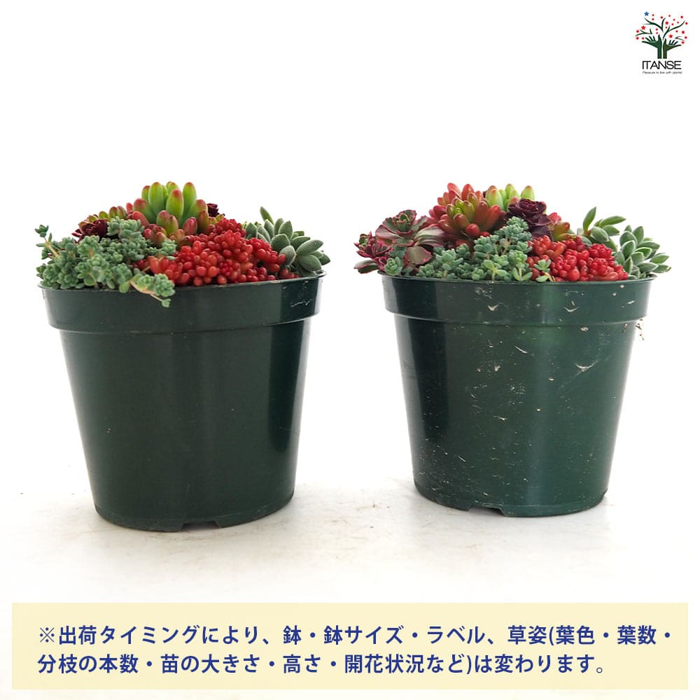 多肉寄せ植え セダム寄せ植え 【多肉植物 3.5号】｜ 【植物の