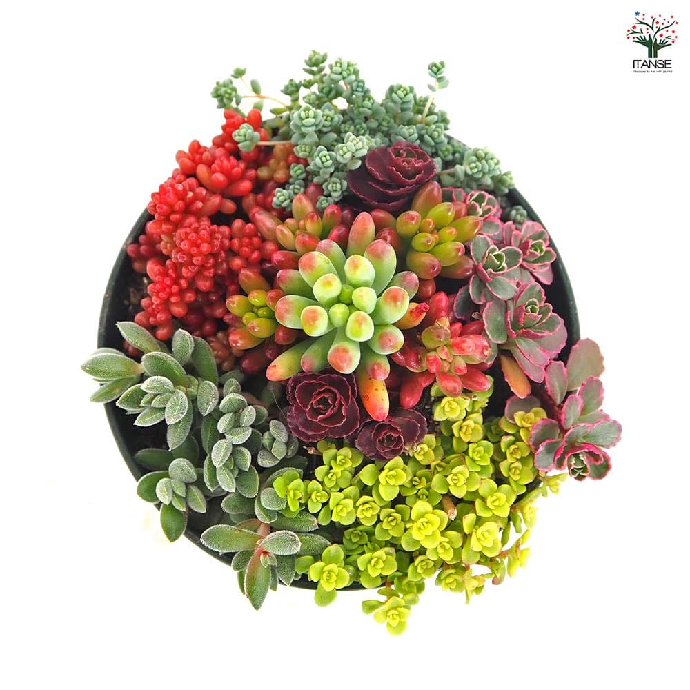 多肉寄せ植え セダム寄せ植え 【多肉植物 3.5号】｜ 【植物の