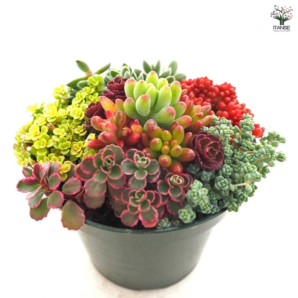 多肉寄せ植え セダム寄せ植え 【多肉植物 3.5号】｜ 【植物の