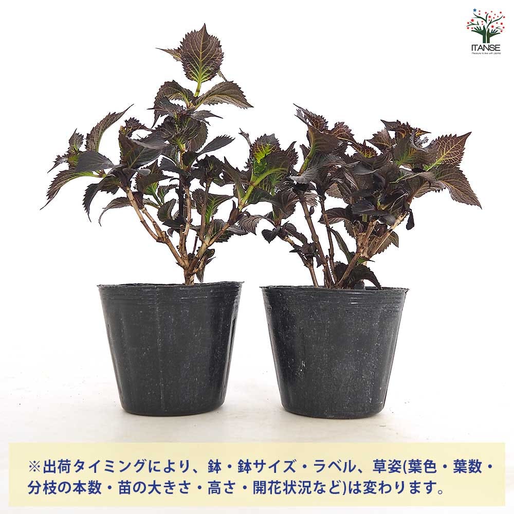 アジサイ ライトマイファイヤー 【花木苗 3.5号】｜ 【植物の