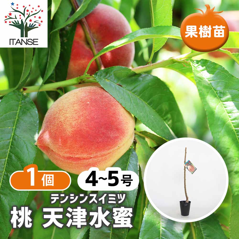 桃の苗木 天津水蜜 テンシンスイミツ) 【果樹の苗木 4号／1個売り