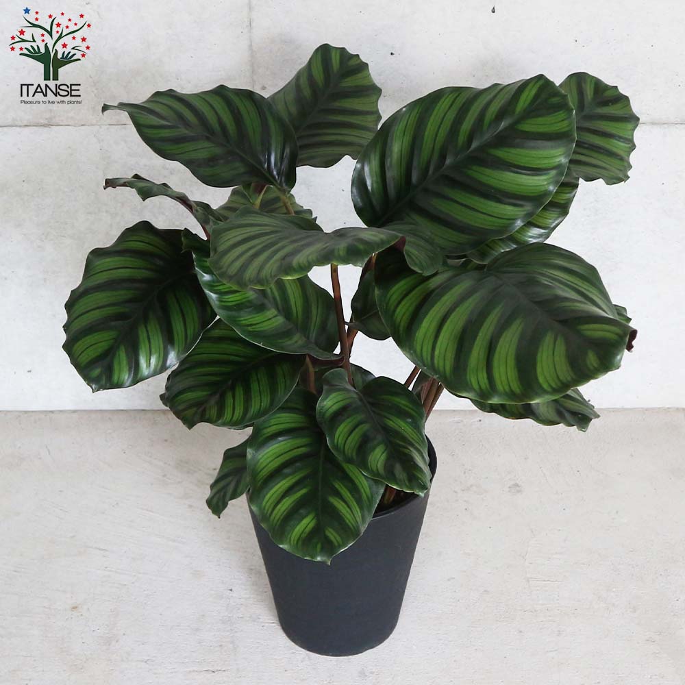 カラテア・トリオステアタ 中型観葉植物 7e31bd75b48de429734755980cc6fd