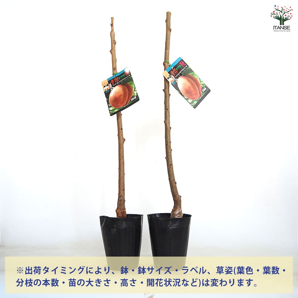 桃の苗木 天津水蜜 テンシンスイミツ) 【果樹の苗木 4号／1個売り
