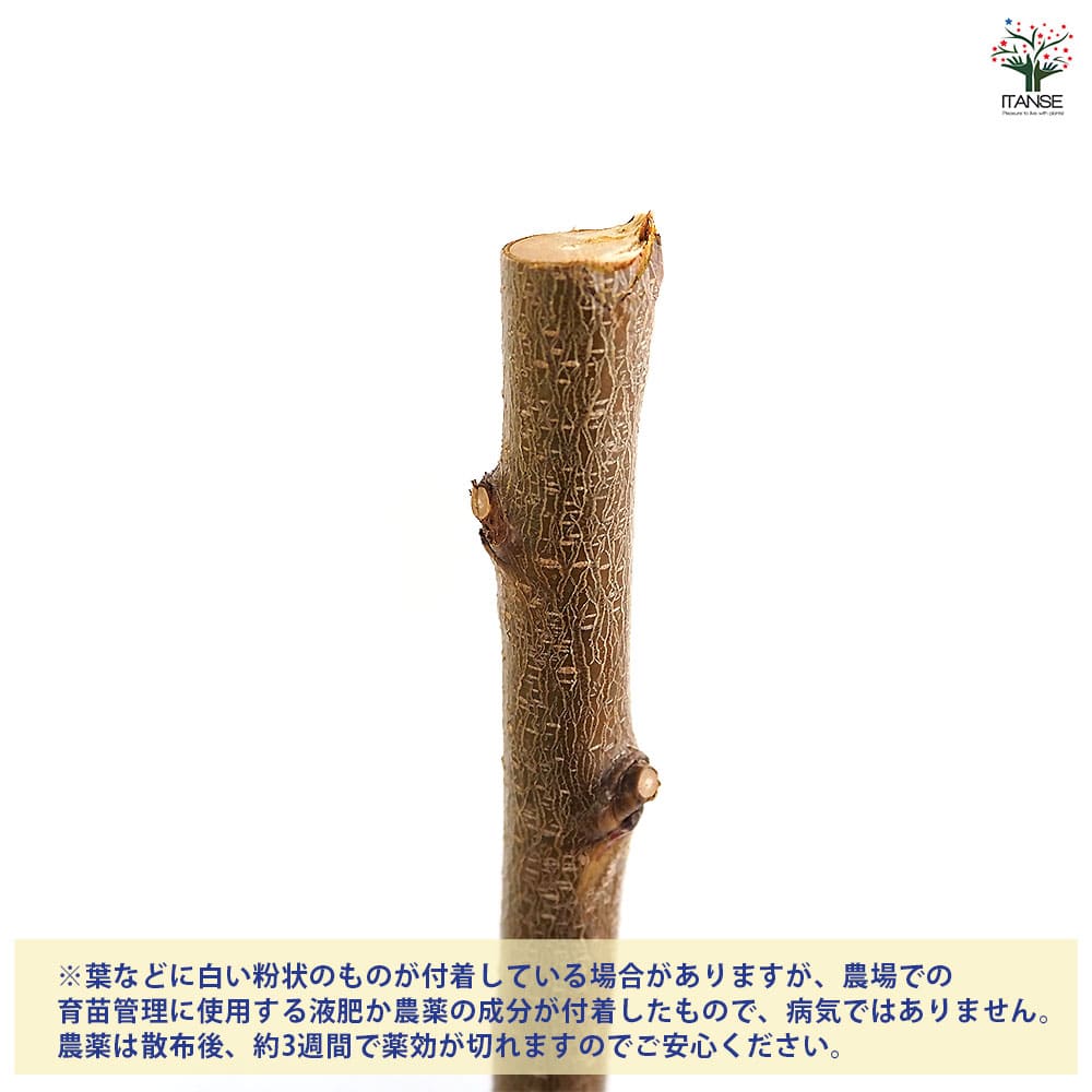 桃の苗木 天津水蜜 テンシンスイミツ) 【果樹の苗木 4号／1個売り