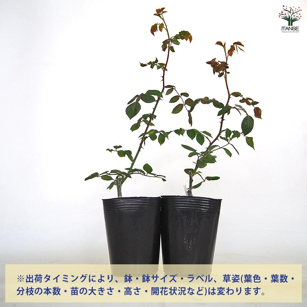 つる薔薇 バフビューティー クライミングローズ 【花木苗 4号／1個売り