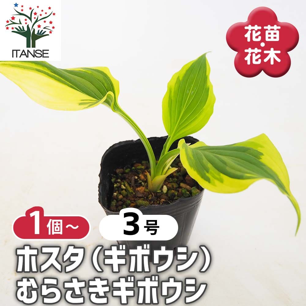ホスタ(ギボウシ) むらさきギボウシ 【花木苗 3号】｜ 【植物の