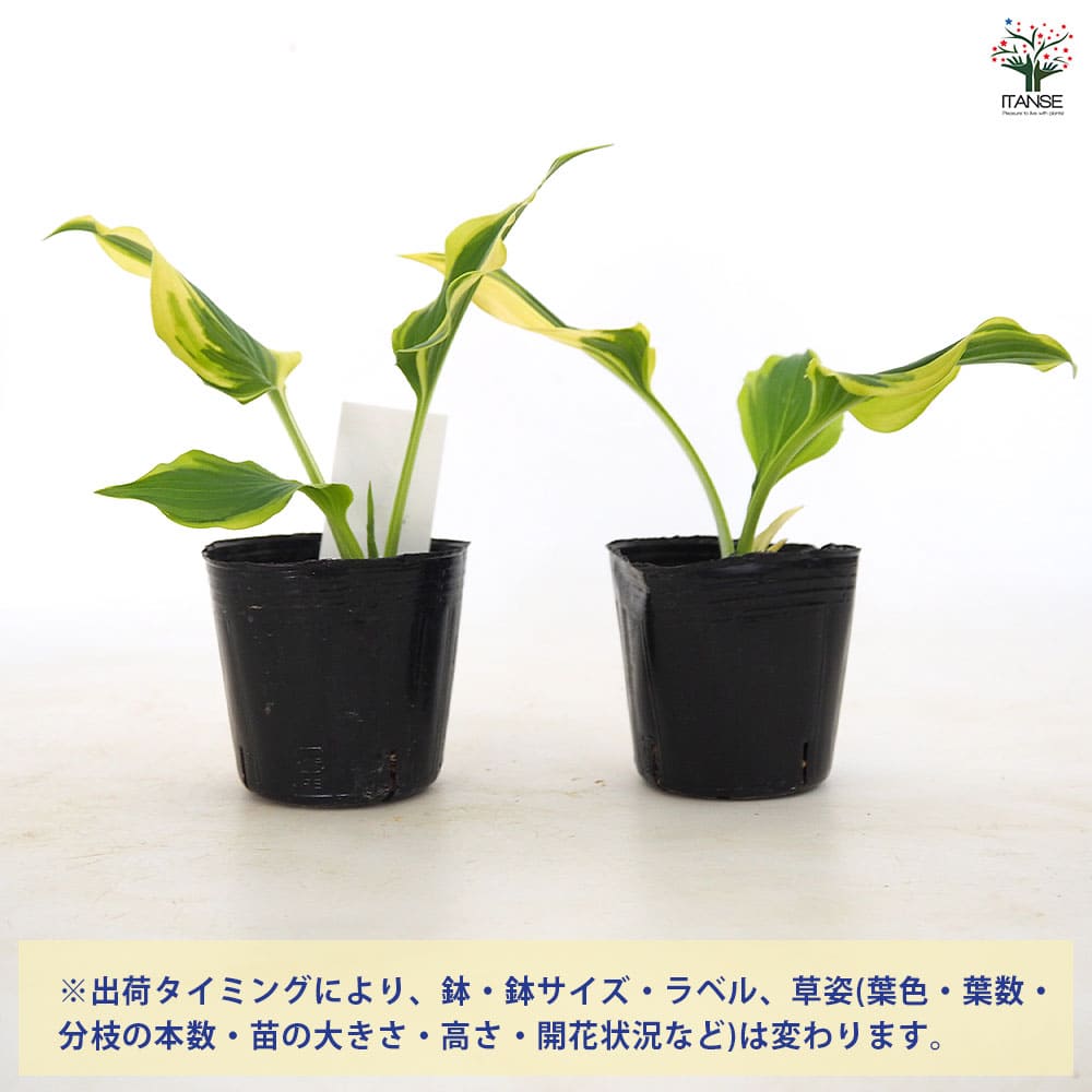 ホスタ(ギボウシ) むらさきギボウシ 【花木苗 3号】｜ 【植物の