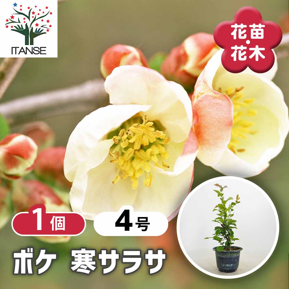 ボケ 寒サラサ 【花木苗 4号／1個売り】｜ 【植物のITANSE】全品