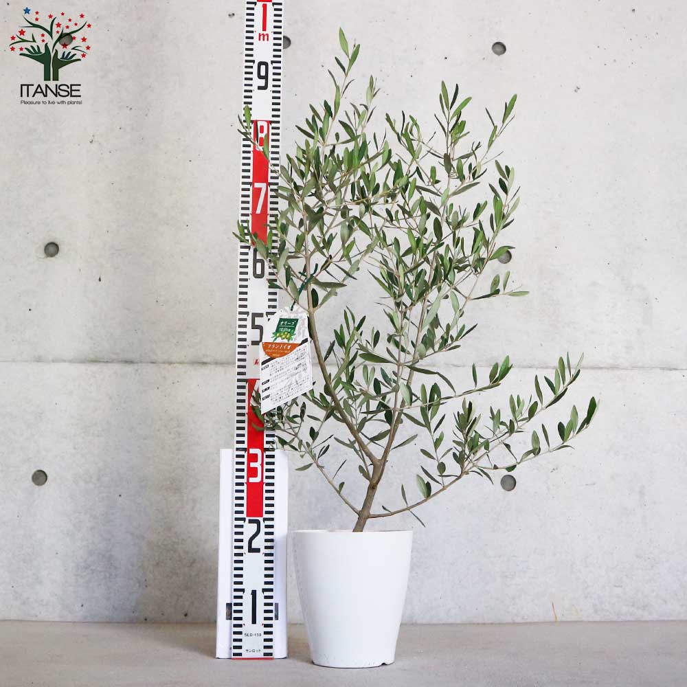 オリーブの苗木 品種：フラントイオ 【果樹の苗木 6号白テーパード鉢 Mサイズ／1個売り】