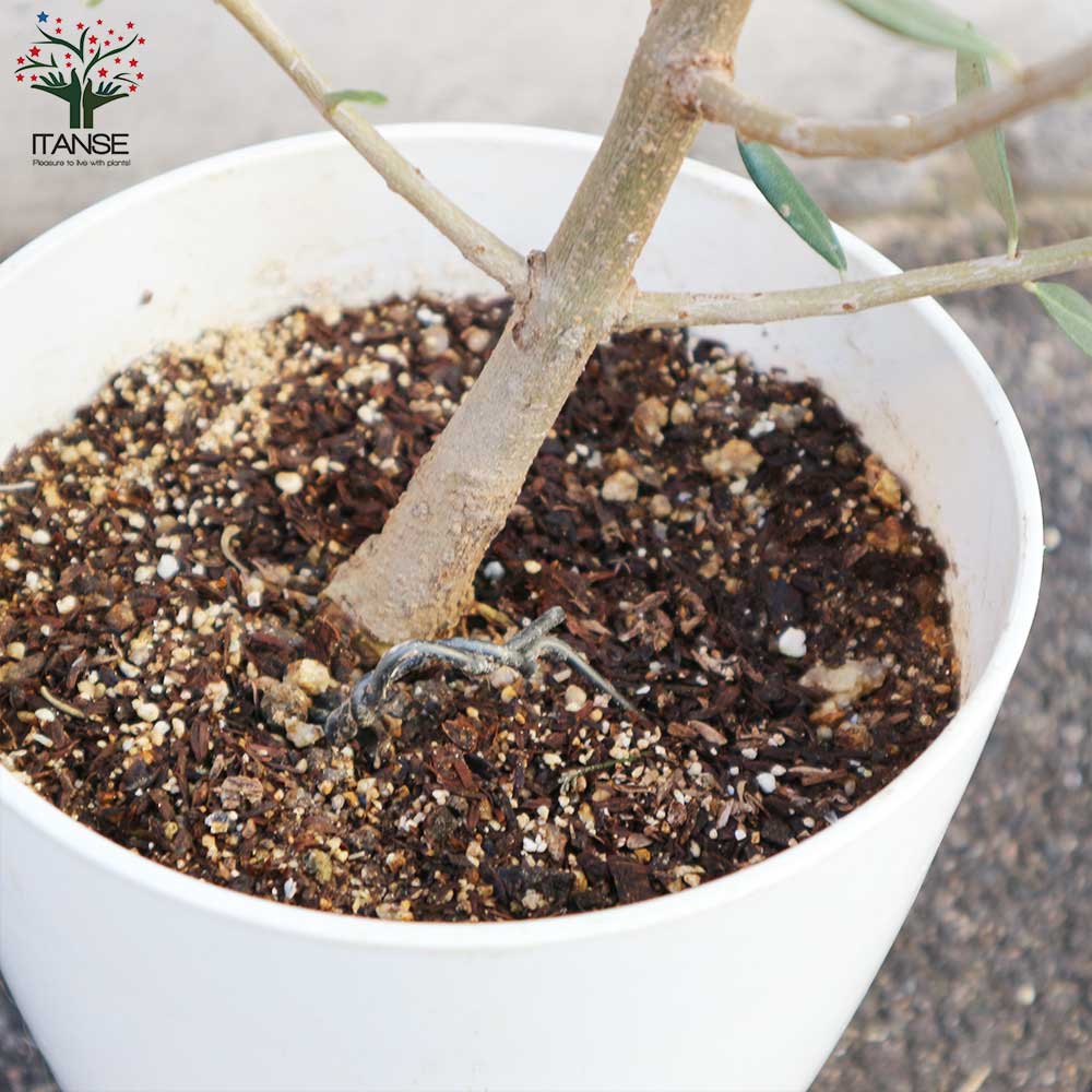 オリーブの苗木 品種：フラントイオ 【果樹の苗木 6号白テーパード鉢 Mサイズ／1個売り】