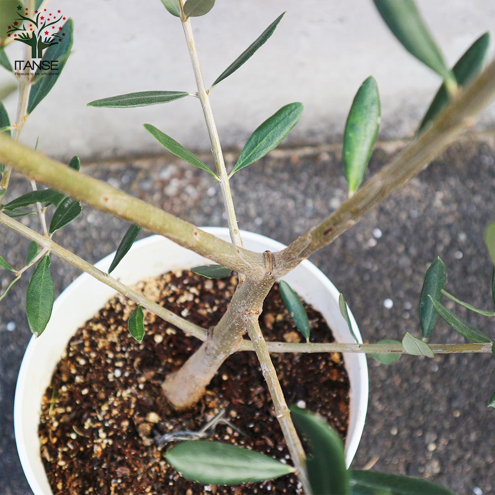 オリーブの苗木 品種：フラントイオ 【果樹の苗木 6号白テーパード鉢 Mサイズ／1個売り】