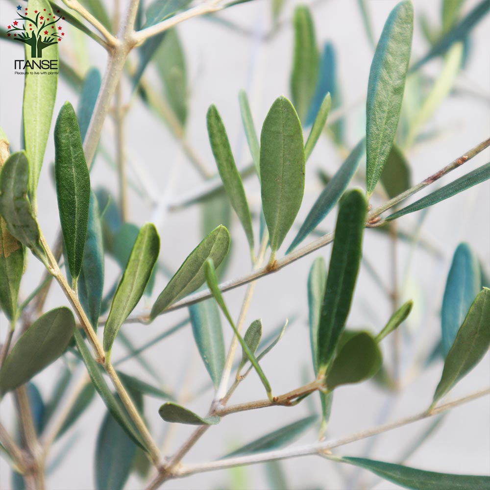 オリーブの苗木 品種：フラントイオ 【果樹の苗木 6号白テーパード鉢 M