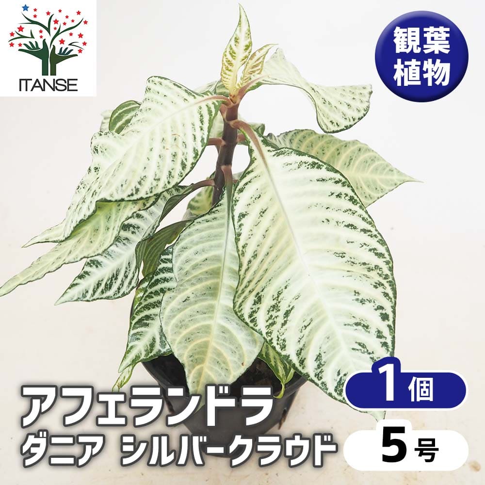 アフェランドラ ダニア シルバークラウド 【観葉植物 5号／1個売り