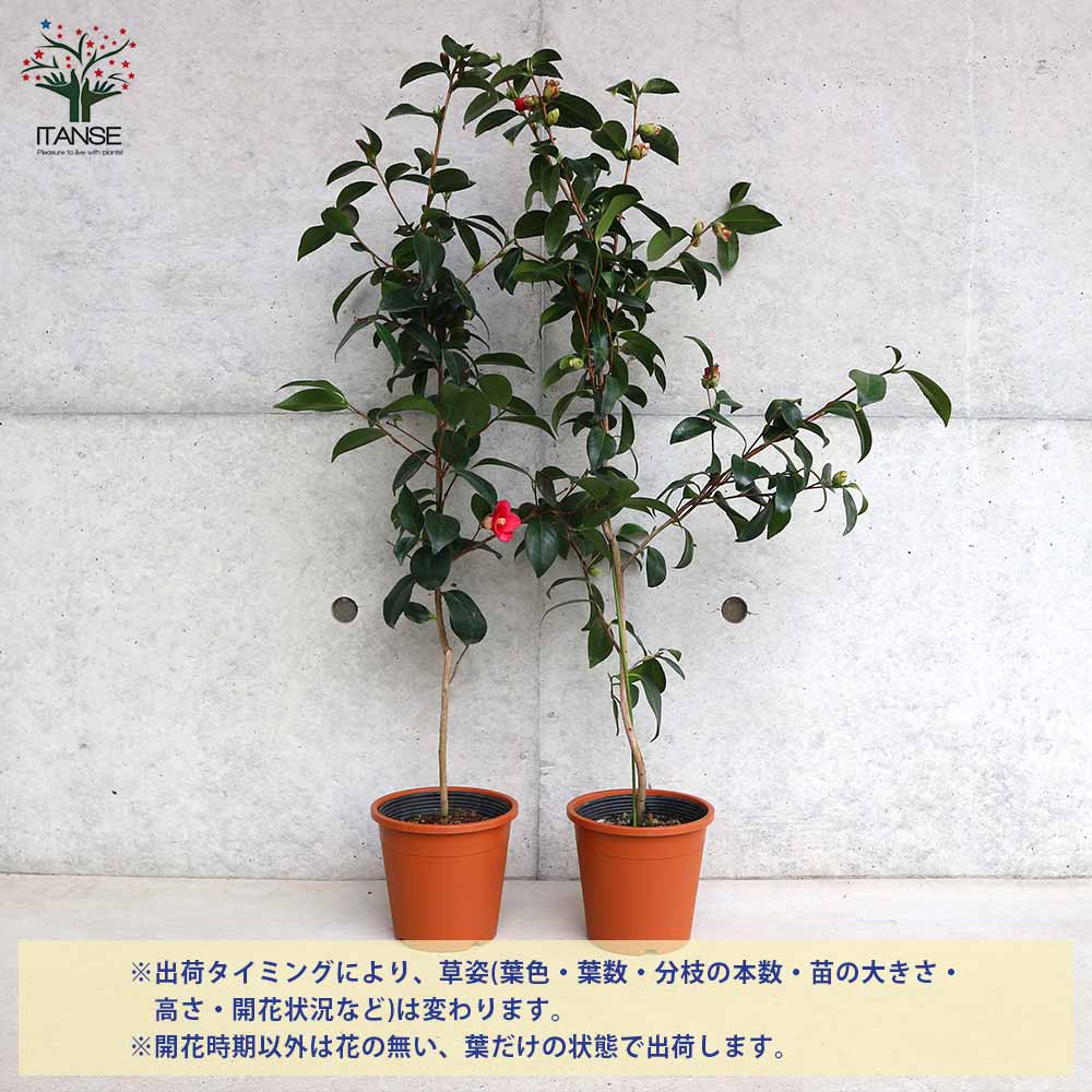 椿 楽天市場】椿（ツバキ） 胡蝶侘助（コチョウワビスケ） 6号 苗木