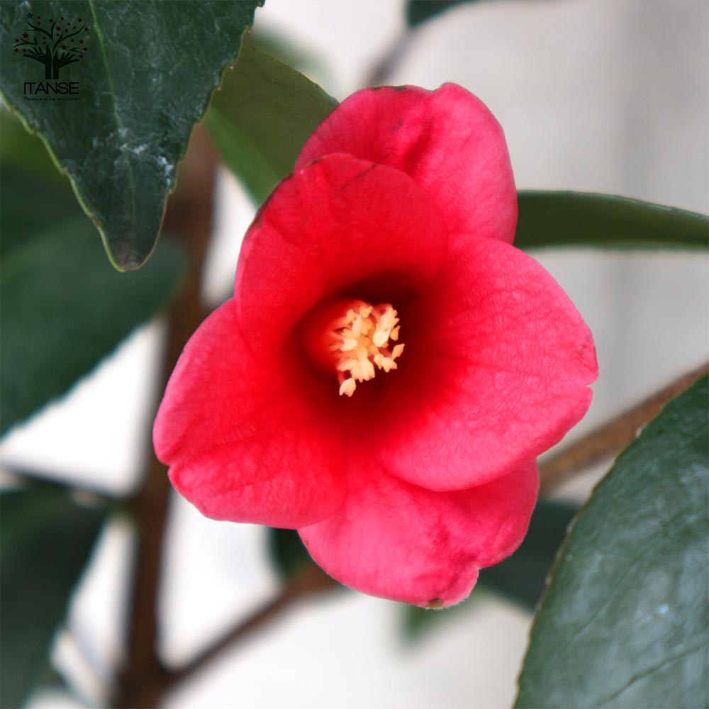 椿(ツバキ)の苗木 品種：一子侘助(イチコワビスケ) 【庭木 5号鉢／1個