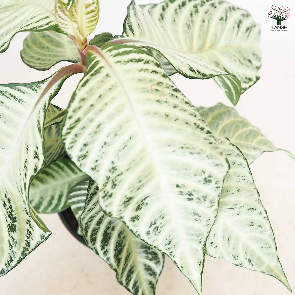 アフェランドラ ダニア シルバークラウド 【観葉植物 5号／1個売り