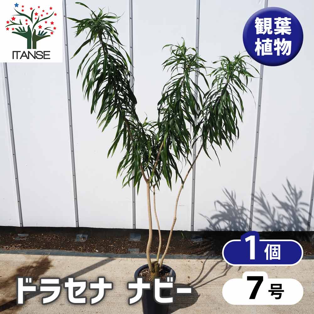 ドラセナ ナビー 【 観葉植物 7号 ／1個売り 】｜ 【植物の