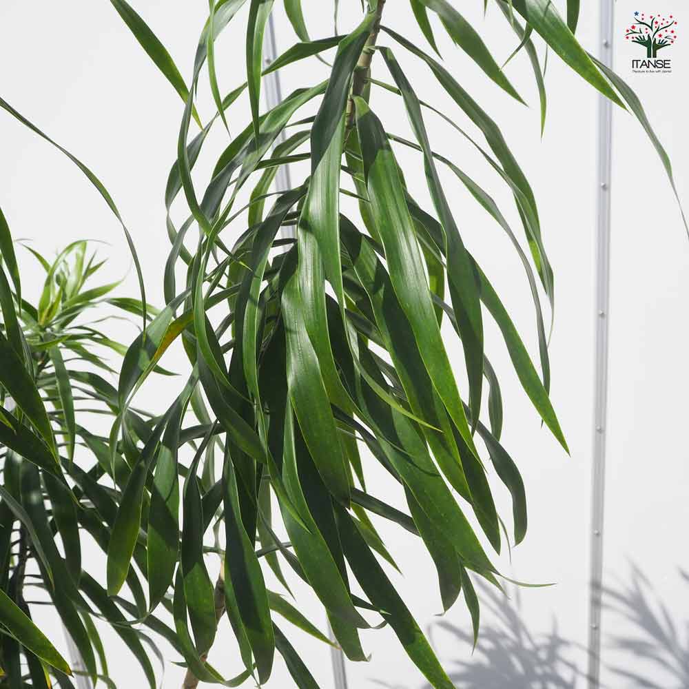 ドラセナ ナビー 【 観葉植物 7号 ／1個売り 】｜ 【植物の