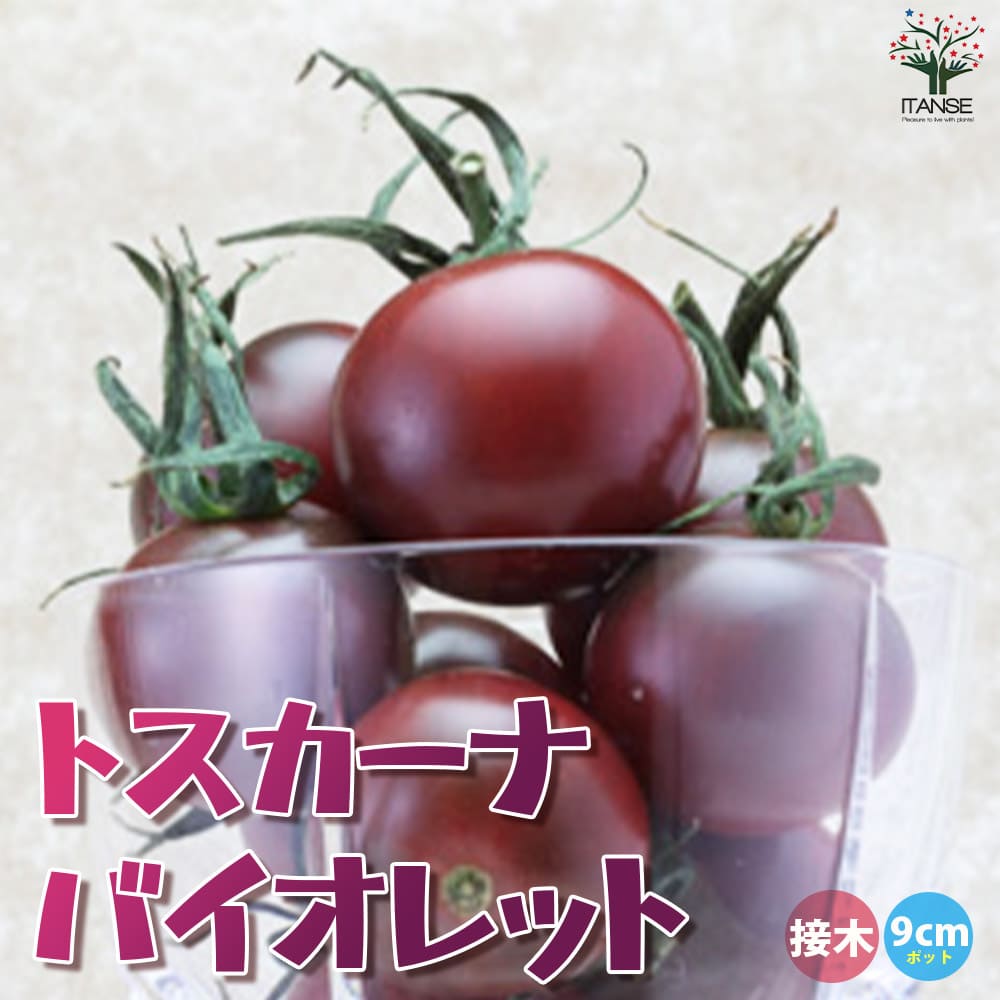 ミニトマトの苗 トスカーナバイオレット 接木苗【野菜の苗 9cmポット 2個～】