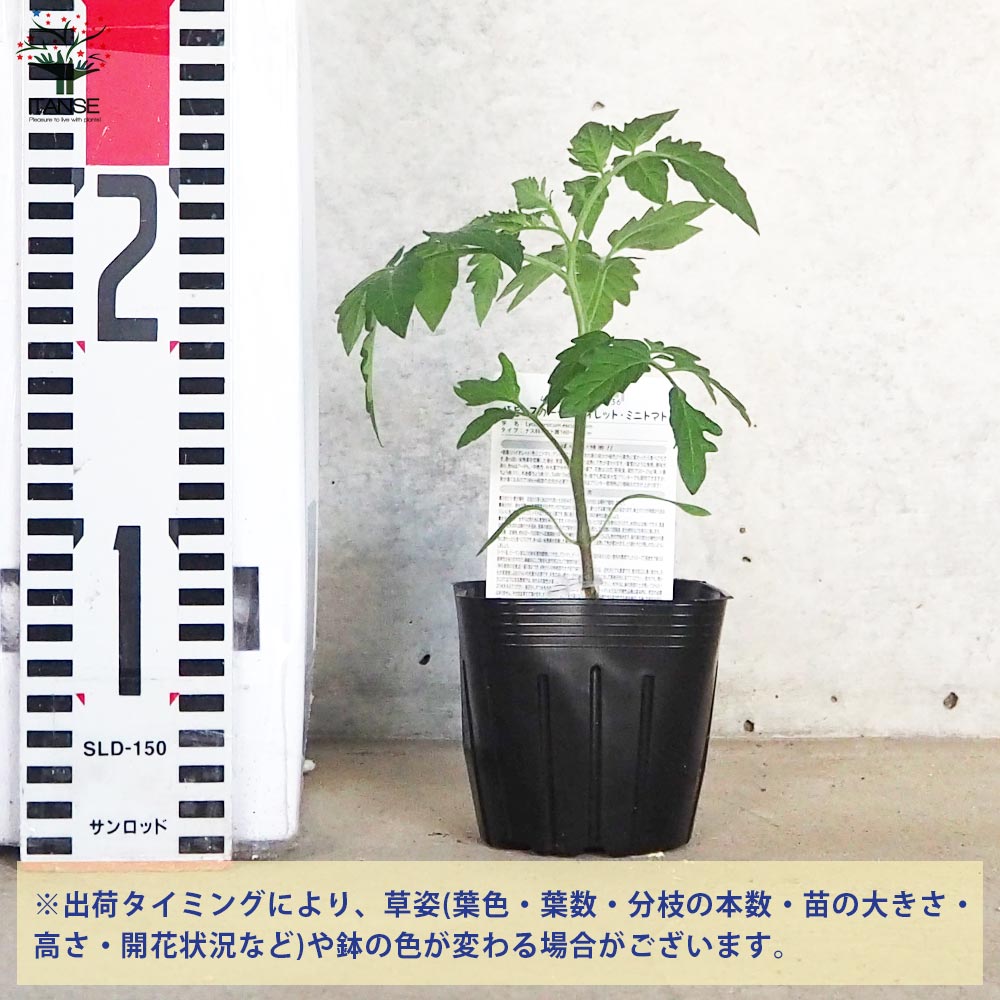 ミニトマトの苗 トスカーナバイオレット 接木苗【野菜の苗 9cmポット 2個～】