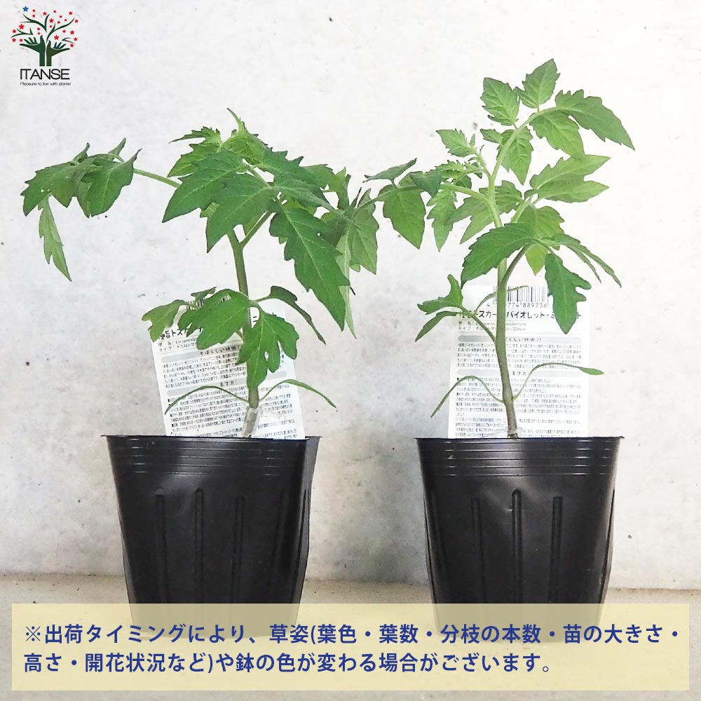 ミニトマトの苗 トスカーナバイオレット 接木苗【野菜の苗 9cmポット 2個～】